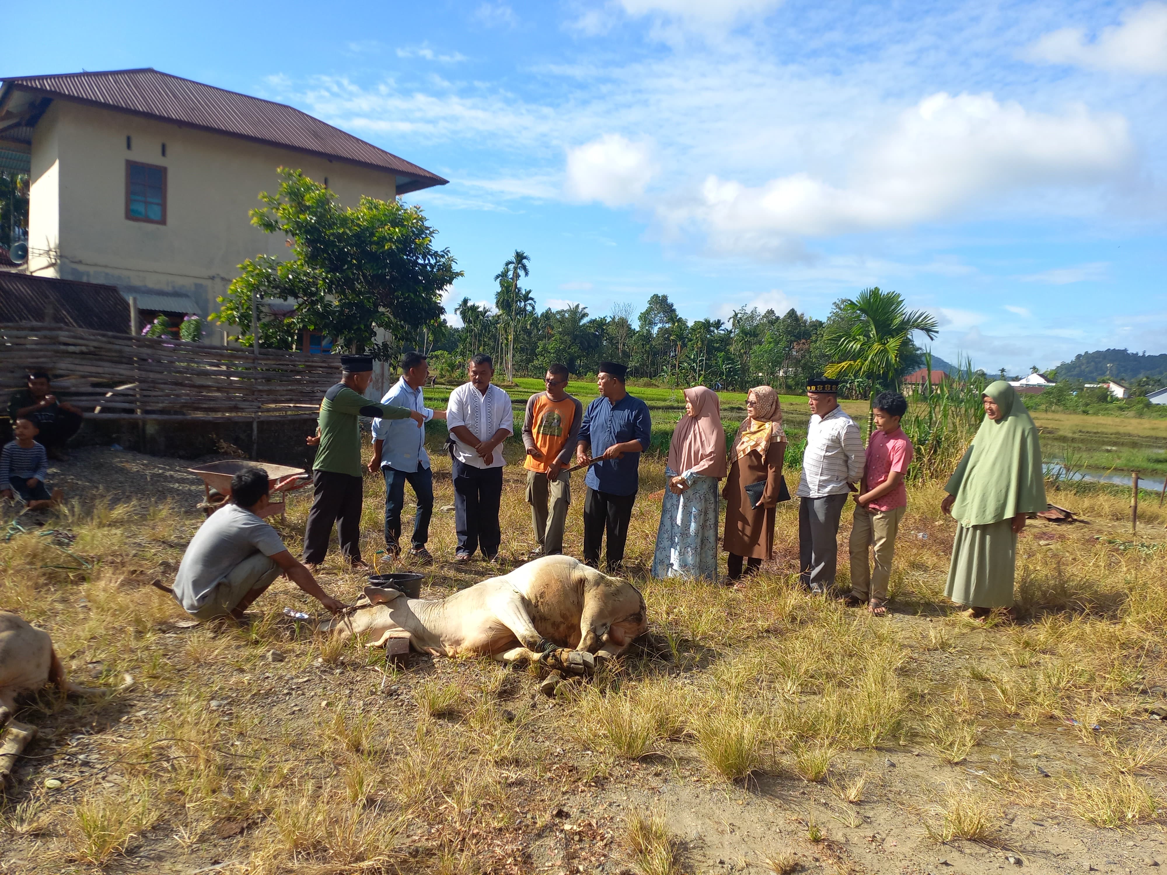 Penyelenggaraan penyembelihan Hewan Qurban di Masjid Nurul Huda Tampang